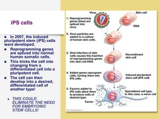 AP Biology
iPS cells
 In 2007, the induced
pluripotent stem (iPS) cells
were developed.
 Reprogramming genes
are spliced into normal
human somatic cells.
 This tricks the cell into
changing from a
differentiated cell into a
pluripotent cell.
 The cell can then
develop into a desired,
differentiated cell of
another type!
 THIS COULD
ELIMINATE THE NEED
FOR EMBRYONIC
STEM CELLS!
 