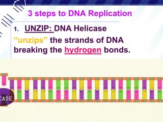 AP Biology
3 steps to DNA Replication
1. UNZIP: DNA Helicase
“unzips” the strands of DNA
breaking the hydrogen bonds.
 