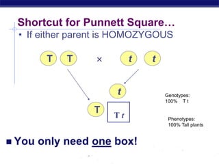 AP Biology
Shortcut for Punnett Square…
 You only need one box!
T T t t

T
t Genotypes:
100% T t
Phenotypes:
100% Tall plants
• If either parent is HOMOZYGOUS
T t
 