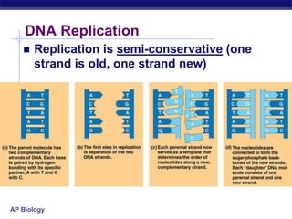 AP Biology
DNA Replication
 Replication is semi-conservative (one
strand is old, one strand new)
 