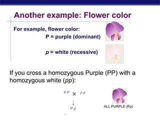 AP Biology
Another example: Flower color
For example, flower color:
P = purple (dominant)
p = white (recessive)
If you cross a homozygous Purple (PP) with a
homozygous white (pp):

P P p p
P p
ALL PURPLE (Pp)
 