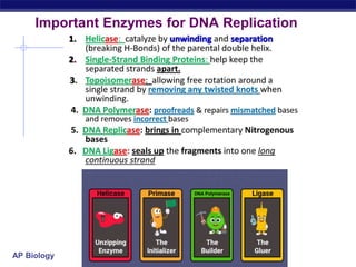 AP Biology
Important Enzymes for DNA Replication
 