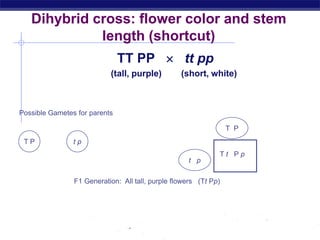 AP Biology
Dihybrid cross: flower color and stem
length (shortcut)
TT PP  tt pp
(tall, purple) (short, white)
Possible Gametes for parents
F1 Generation: All tall, purple flowers (Tt Pp)
T t P p
T P t p
T P
t p
 