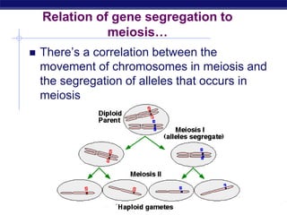 AP Biology
Relation of gene segregation to
meiosis…
 There’s a correlation between the
movement of chromosomes in meiosis and
the segregation of alleles that occurs in
meiosis
 