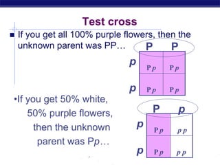 AP Biology
Test cross
 If you get all 100% purple flowers, then the
unknown parent was PP…
P p P p
P p P p
P P
p
p
P p p p
P p p p
P p
p
p
•If you get 50% white,
50% purple flowers,
then the unknown
parent was Pp…
 