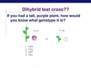 AP Biology
Dihybrid test cross??
If you had a tall, purple plant, how would
you know what genotype it is?

tt pp
?? ??
1. TTPP
2. TTPp
3. TtPP
4. TtPp
 