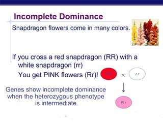 AP Biology
Incomplete Dominance
Snapdragon flowers come in many colors.
If you cross a red snapdragon (RR) with a
white snapdragon (rr)
You get PINK flowers (Rr)! R R
R r
r r

Genes show incomplete dominance
when the heterozygous phenotype
is intermediate.
 