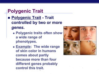 AP Biology
Polygenic Trait
 Polygenic Trait - Trait
controlled by two or more
genes.
 Polygenic traits often show
a wide range of
phenotypes.
 Example: The wide range
of skin color in humans
comes about partly
because more than four
different genes probably
control this trait.
 