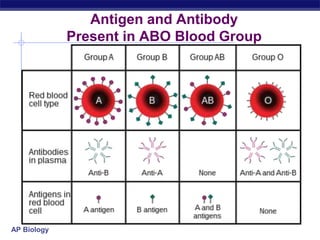 AP Biology
Antigen and Antibody
Present in ABO Blood Group
 