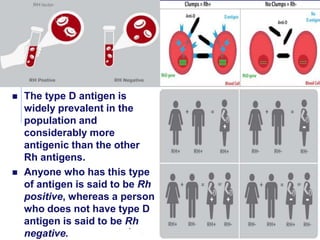 AP Biology
 The type D antigen is
widely prevalent in the
population and
considerably more
antigenic than the other
Rh antigens.
 Anyone who has this type
of antigen is said to be Rh
positive, whereas a person
who does not have type D
antigen is said to be Rh
negative.
 