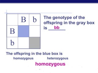 AP Biology
B b
B
b
The genotype of the
offspring in the gray box
is _______
bb
The offspring in the blue box is
homozygous heterozygous
homozygous
 
