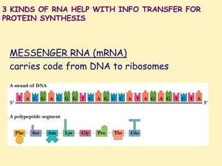 3 KINDS OF RNA HELP WITH INFO TRANSFER FOR
PROTEIN SYNTHESIS
MESSENGER RNA (mRNA)
carries code from DNA to ribosomes
 