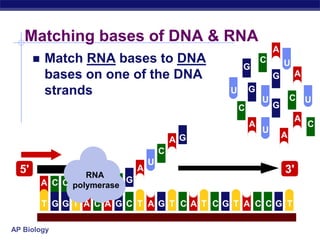 AP Biology
Matching bases of DNA & RNA
 Match RNA bases to DNA
bases on one of the DNA
strands
U
A G G
G
G
G
G
T T A C A C T T T T T
C C C C
A A
U
U
U
U
U
G
G
A
A
A C C
RNA
polymerase
C
C
C
C
C
G
G
G
G
A
A
A
A
A
5' 3'
 