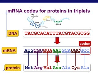 AP Biology
AUGCGUGUAAAUGCAUGCGCC
mRNA
mRNA codes for proteins in triplets
TACGCACATTTACGTACGCGG
DNA
AUGCGUGUAAAUGCAUGCGCC
mRNA
Met Arg Val Asn Ala Cys Ala
protein
?
codon
 