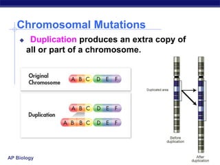 AP Biology
Chromosomal Mutations
 Duplication produces an extra copy of
all or part of a chromosome.
 