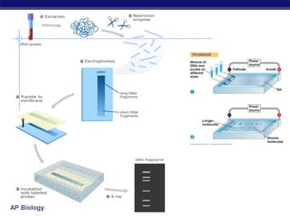 AP Biology
 