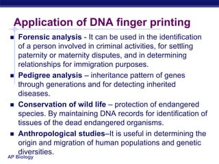 AP Biology
Application of DNA finger printing
 Forensic analysis - It can be used in the identification
of a person involved in criminal activities, for settling
paternity or maternity disputes, and in determining
relationships for immigration purposes.
 Pedigree analysis – inheritance pattern of genes
through generations and for detecting inherited
diseases.
 Conservation of wild life – protection of endangered
species. By maintaining DNA records for identification of
tissues of the dead endangered organisms.
 Anthropological studies–It is useful in determining the
origin and migration of human populations and genetic
diversities.
 