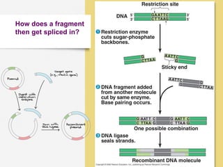 AP Biology
How does a fragment
then get spliced in?
92
 