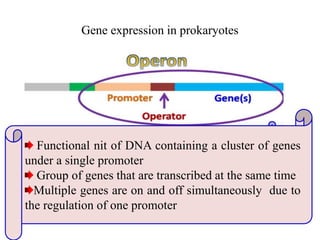Gene expression in prokaryotes
Functional nit of DNA containing a cluster of genes
under a single promoter
Group of genes that are transcribed at the same time
Multiple genes are on and off simultaneously due to
the regulation of one promoter
 