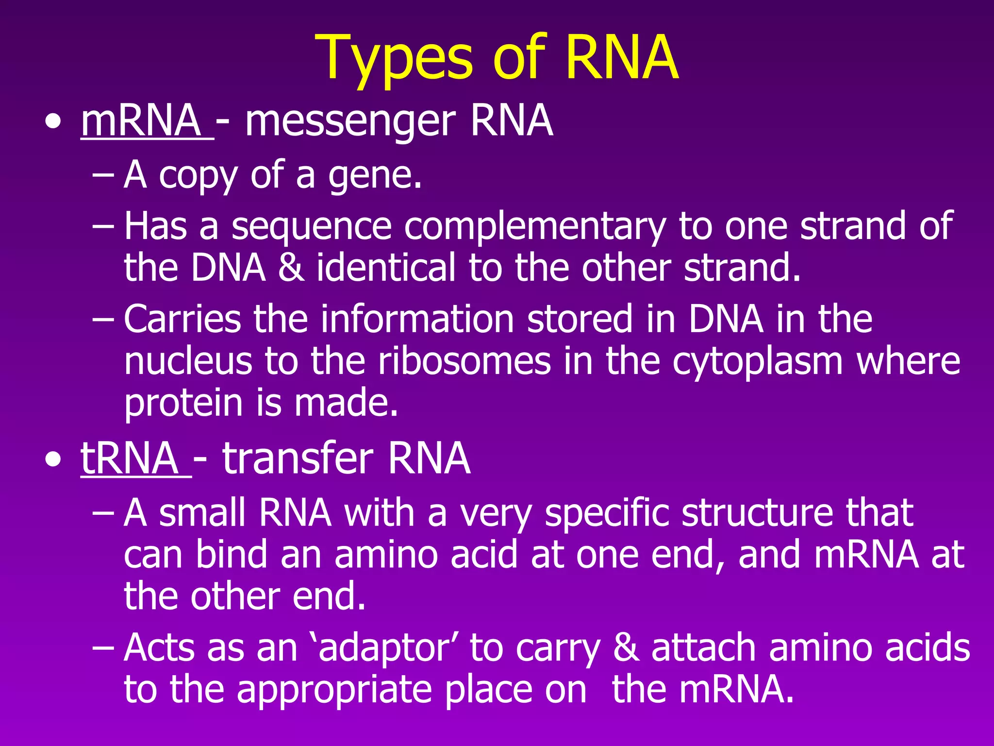 Types of RNA mRNA  - messenger RNA  A copy of a gene.  Has a sequence complementary to one strand of the DNA & identical to the other strand.  Carries the information stored in DNA in the nucleus to the ribosomes in the cytoplasm where protein is made.  tRNA  - transfer RNA  A small RNA with a very specific structure that can bind an amino acid at one end, and mRNA at the other end.  Acts as an ‘adaptor’ to carry & attach amino acids to the appropriate place on  the mRNA.  