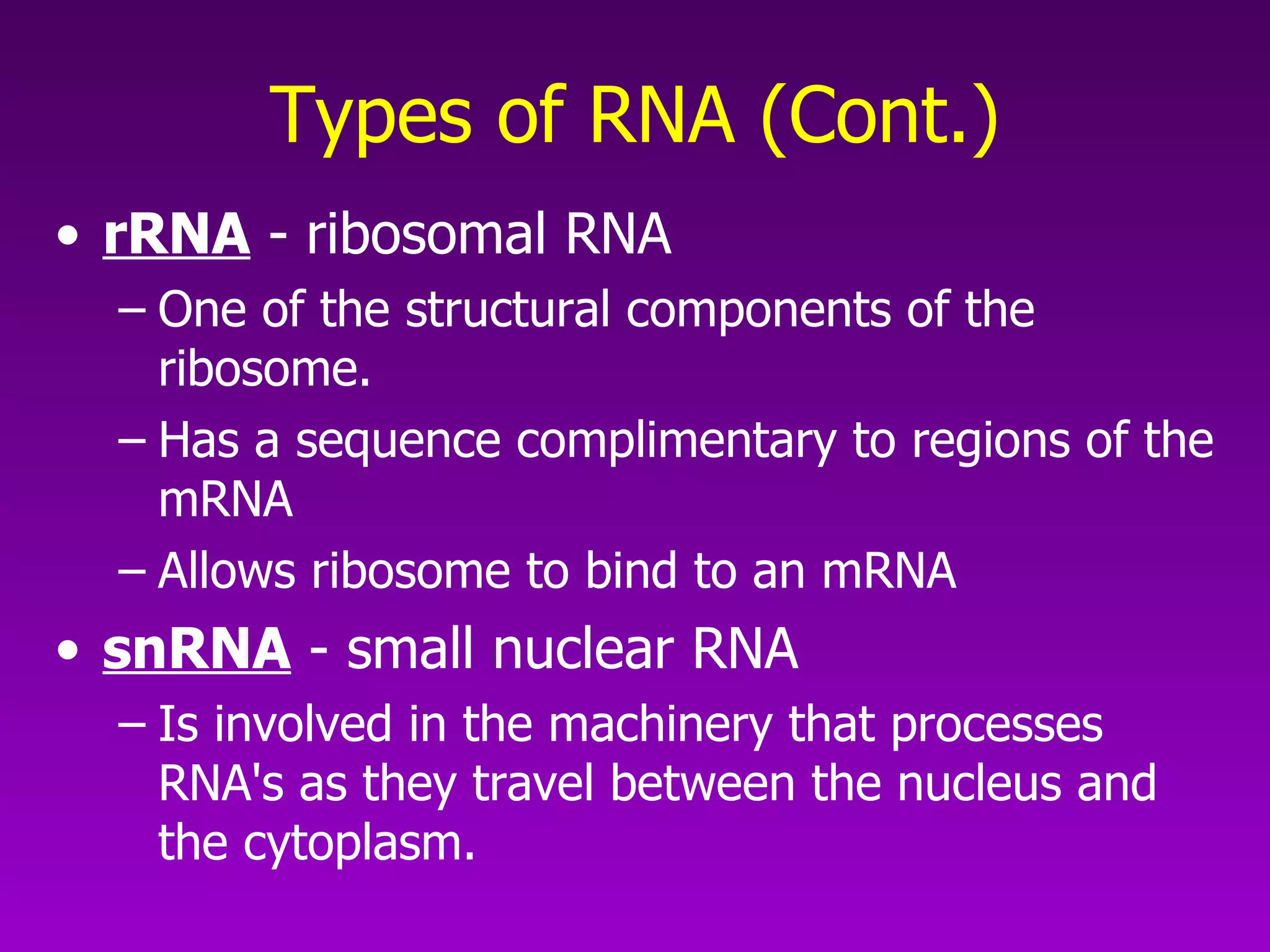 Types of RNA (Cont.) rRNA  - ribosomal RNA  One of the structural components of the ribosome.  Has a sequence complimentary to regions of the mRNA  Allows ribosome to bind to an mRNA  snRNA  - small nuclear RNA  Is involved in the machinery that processes RNA's as they travel between the nucleus and the cytoplasm.  