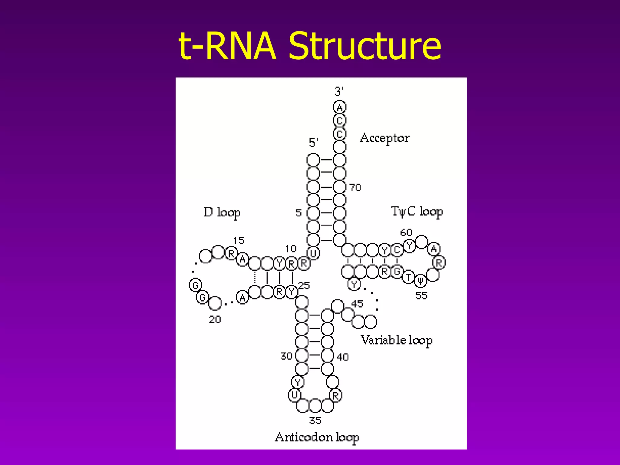 t-RNA Structure 