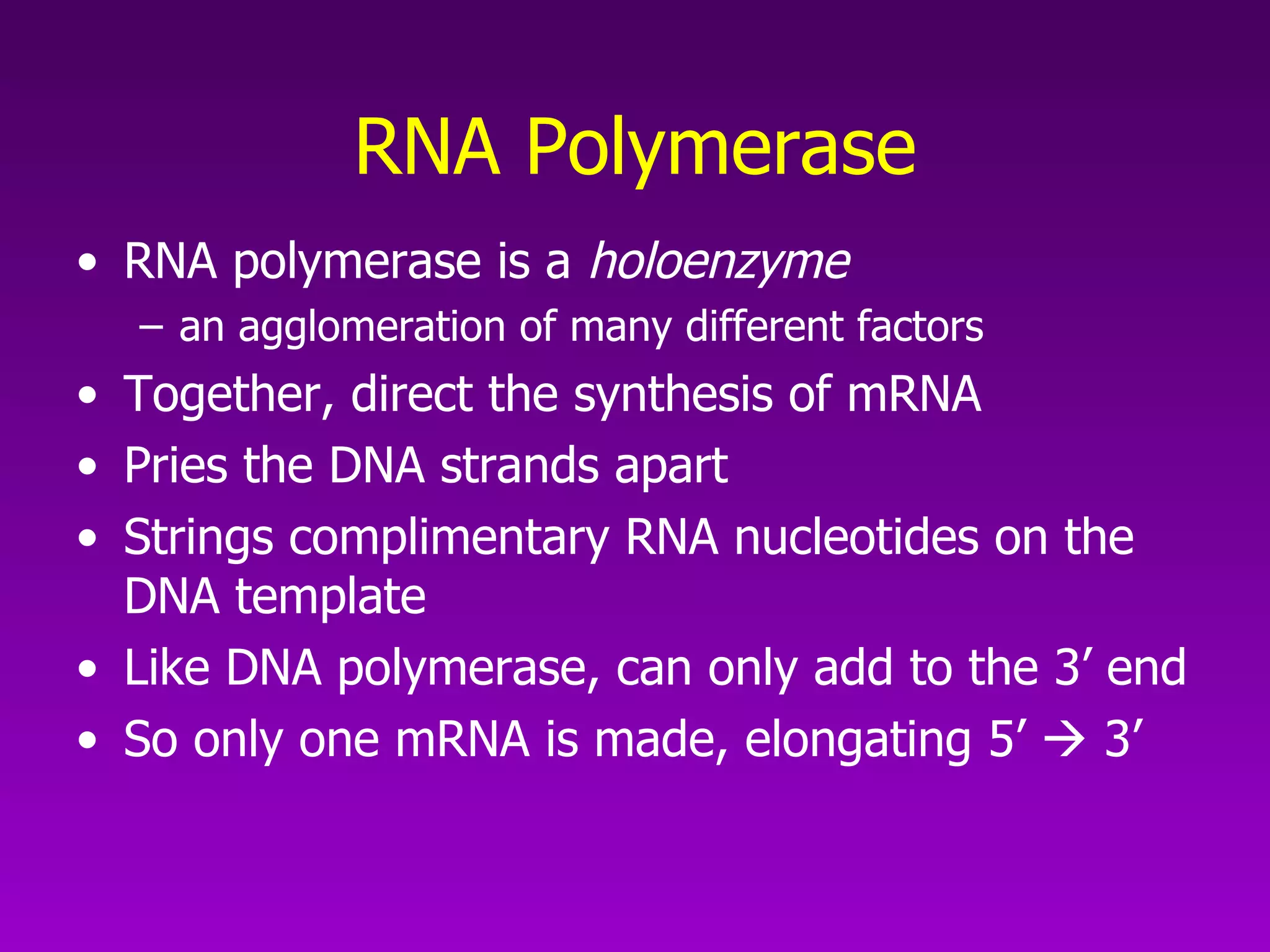 RNA Polymerase RNA polymerase is a  holoenzyme an agglomeration of many different factors Together, direct the synthesis of mRNA  Pries the DNA strands apart  Strings complimentary RNA nucleotides on the DNA template Like DNA polymerase, can only add to the 3’ end So only one mRNA is made, elongating 5’    3’ 