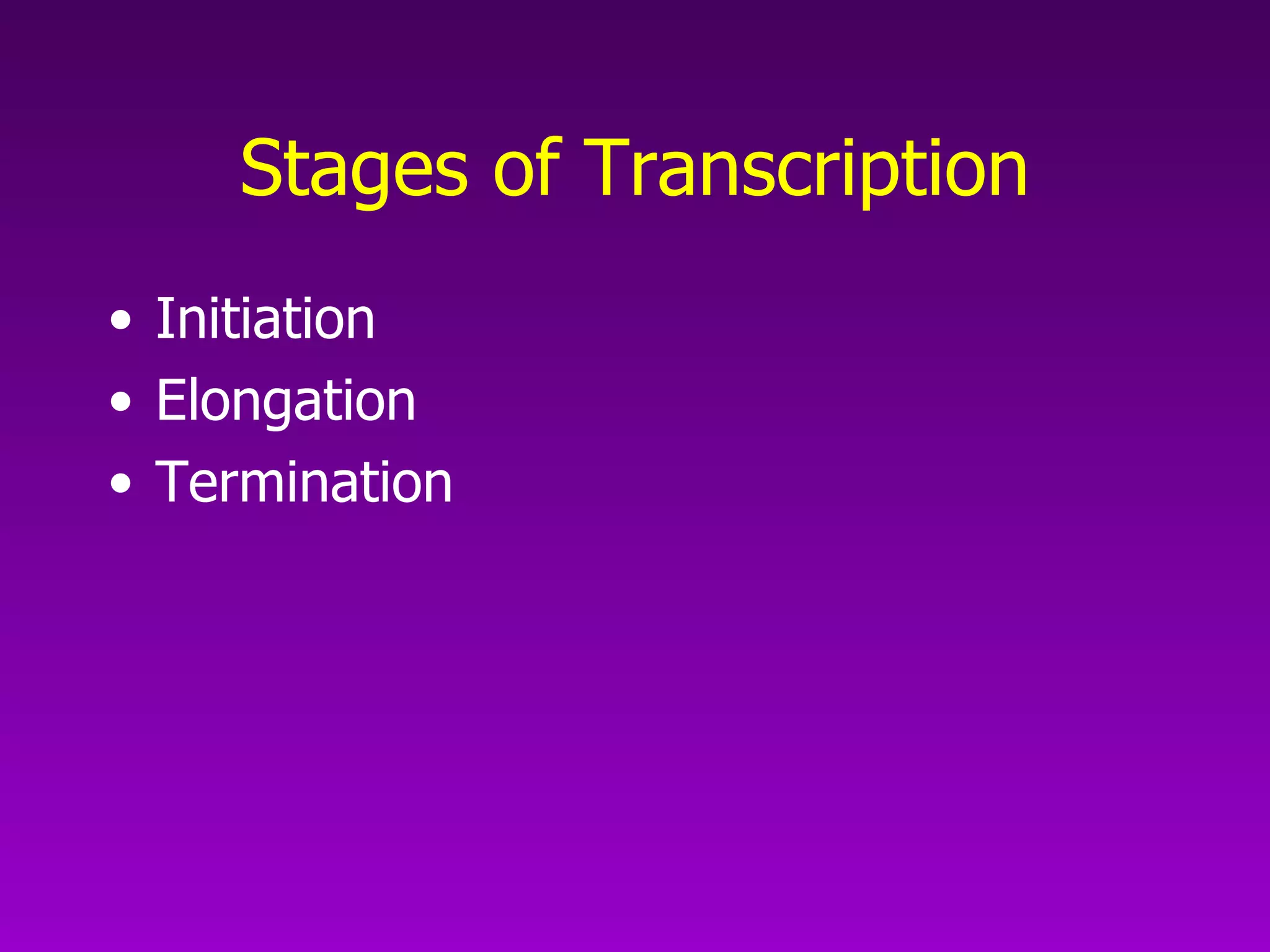 Stages of Transcription Initiation Elongation Termination 