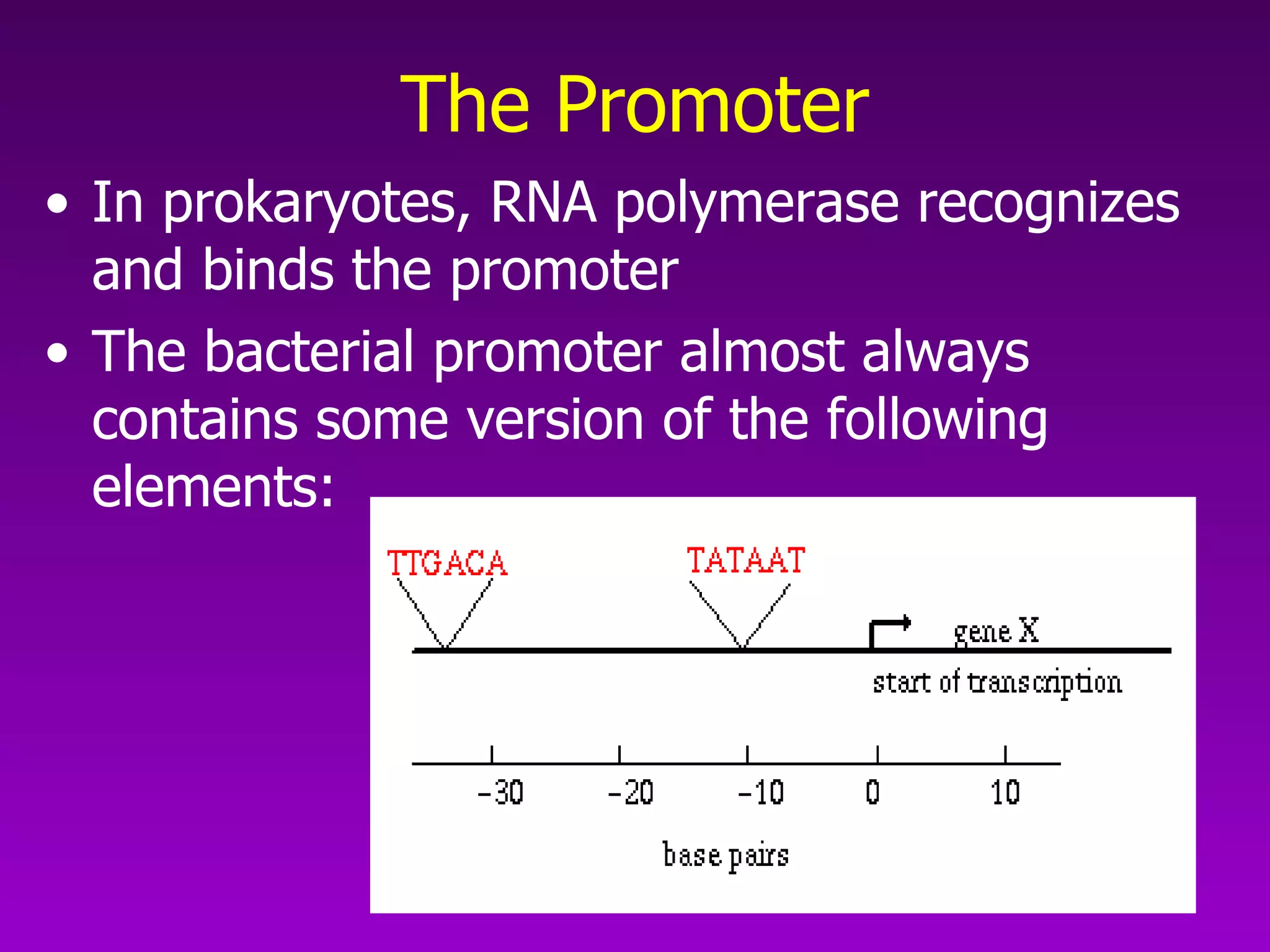 The Promoter In prokaryotes, RNA polymerase recognizes and binds the promoter The bacterial promoter almost always contains some version of the following elements:  