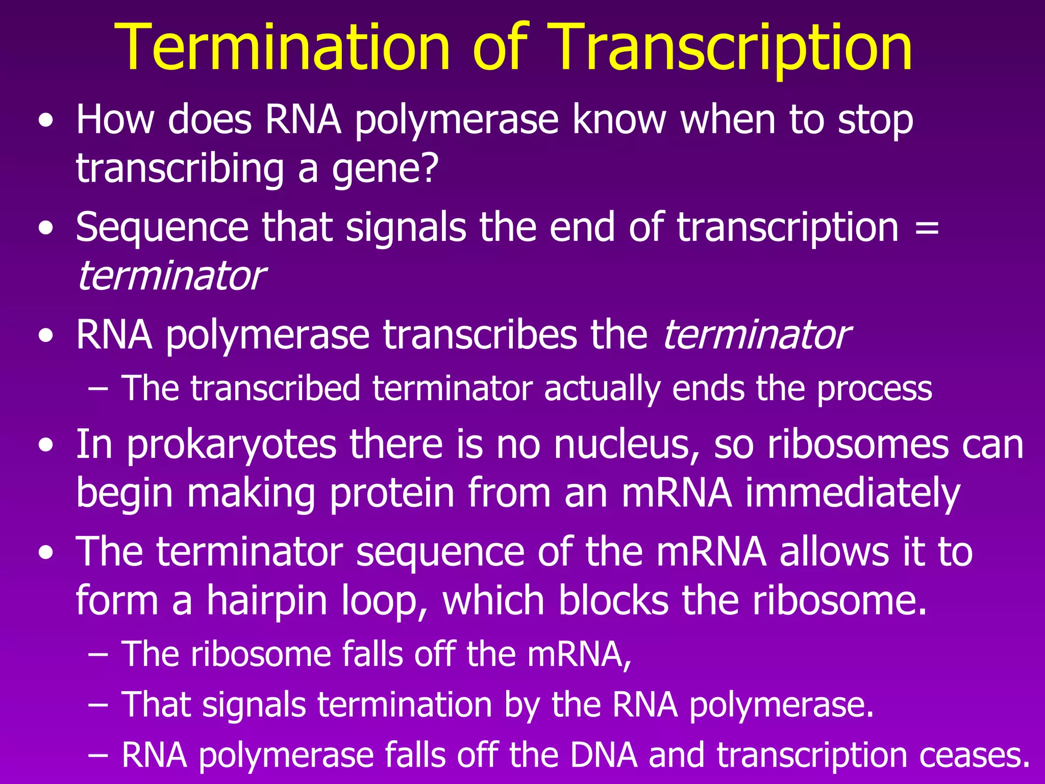 Termination of Transcription   How does RNA polymerase know when to stop transcribing a gene? Sequence that signals the end of transcription =  terminator RNA polymerase transcribes the  terminator The transcribed terminator actually ends the process  In prokaryotes there is no nucleus, so ribosomes can begin making protein from an mRNA immediately  The terminator sequence of the mRNA allows it to form a hairpin loop, which blocks the ribosome.  The ribosome falls off the mRNA, That signals termination by the RNA polymerase.  RNA polymerase falls off the DNA and transcription ceases. 