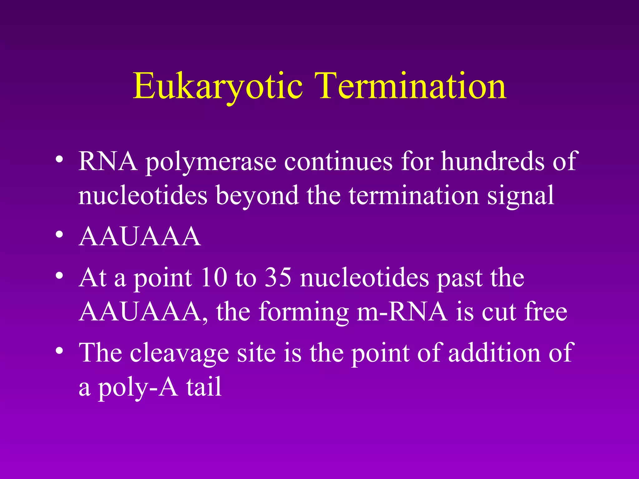 Eukaryotic Termination RNA polymerase continues for hundreds of nucleotides beyond the termination signal AAUAAA At a point 10 to 35 nucleotides past the AAUAAA, the forming m-RNA is cut free The cleavage site is the point of addition of a poly-A tail 