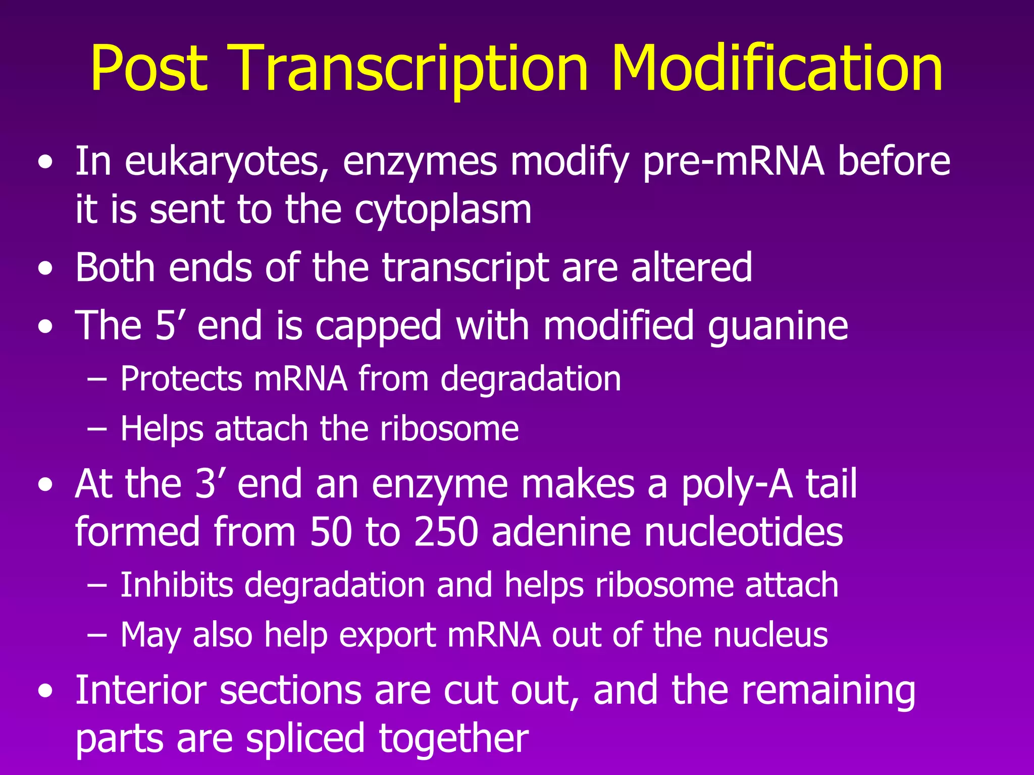 Post Transcription Modification In eukaryotes, enzymes modify pre-mRNA before it is sent to the cytoplasm Both ends of the transcript are altered The 5’ end is capped with modified guanine Protects mRNA from degradation Helps attach the ribosome At the 3’ end an enzyme makes a poly-A tail formed from 50 to 250 adenine nucleotides Inhibits degradation and helps ribosome attach May also help export mRNA out of the nucleus Interior sections are cut out, and the remaining parts are spliced together 