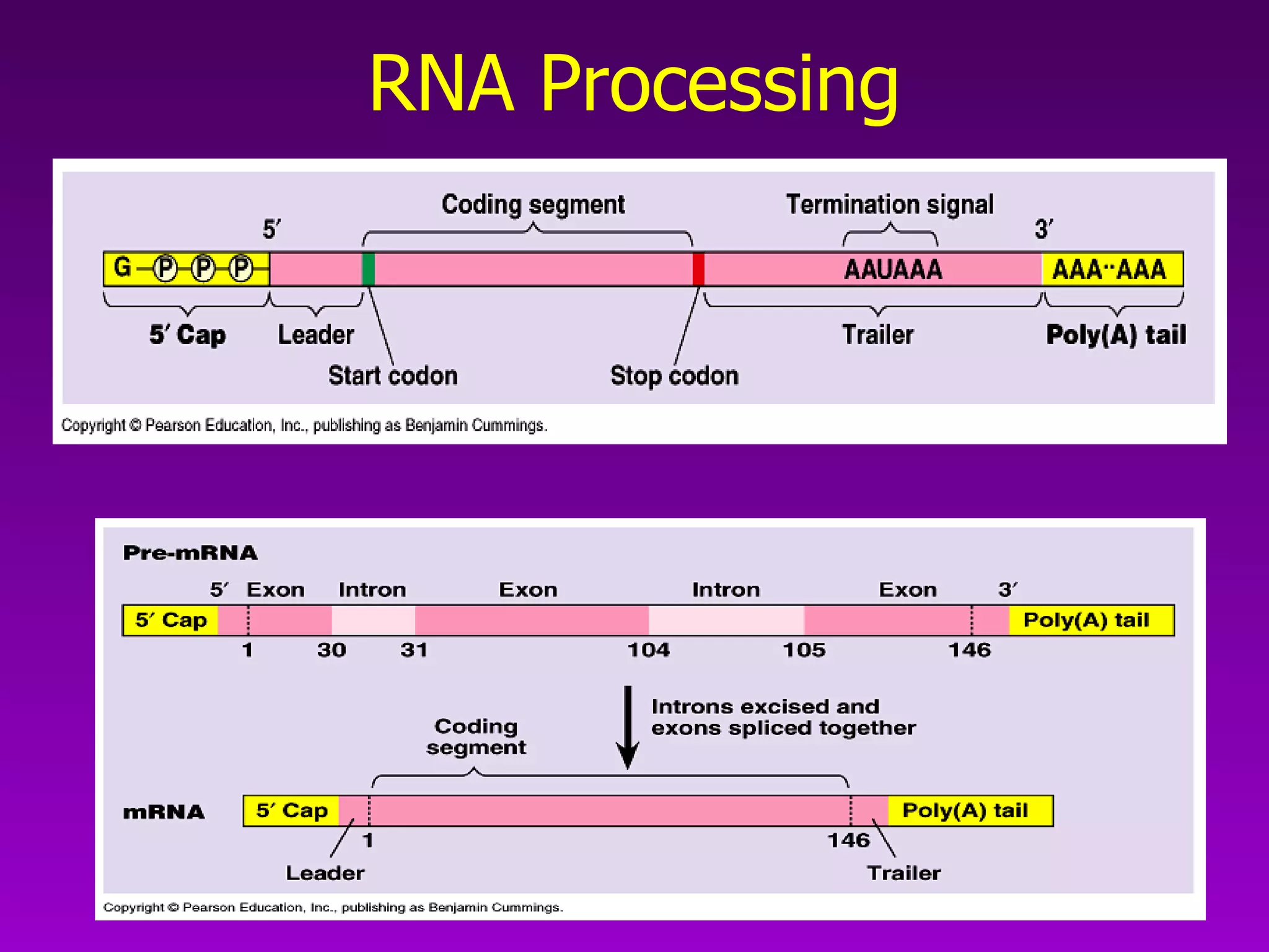 RNA Processing 
