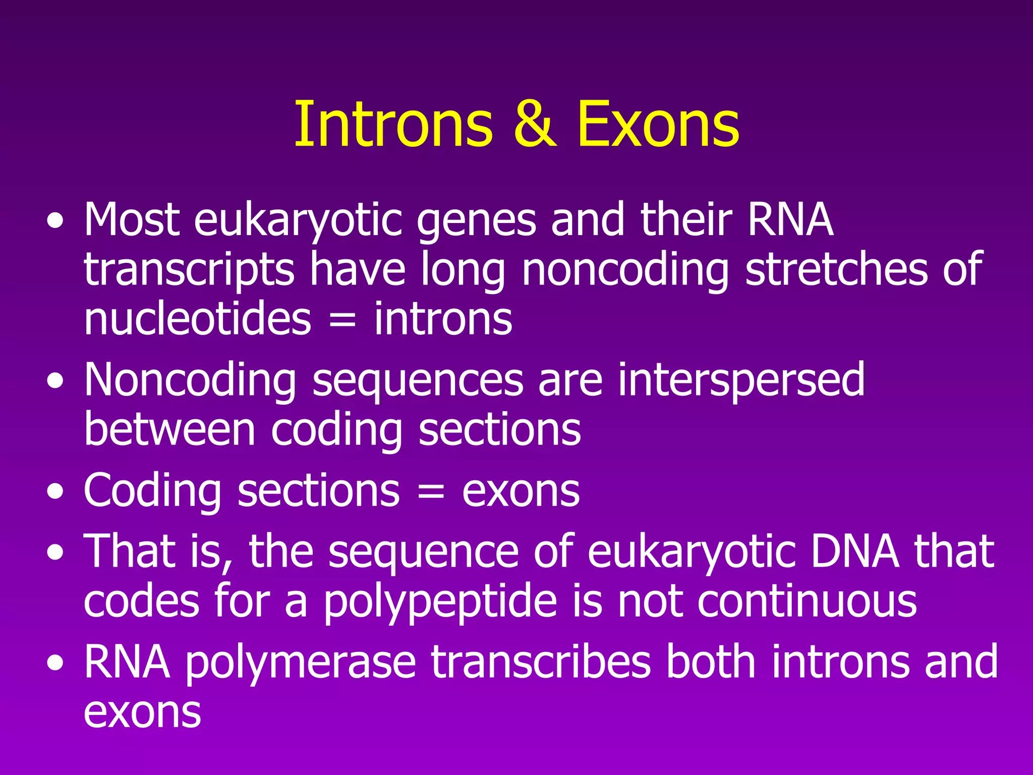 Introns & Exons Most eukaryotic genes and their RNA transcripts have long noncoding stretches of nucleotides = introns Noncoding sequences are interspersed between coding sections Coding sections = exons That is, the sequence of eukaryotic DNA that codes for a polypeptide is not continuous RNA polymerase transcribes both introns and exons 