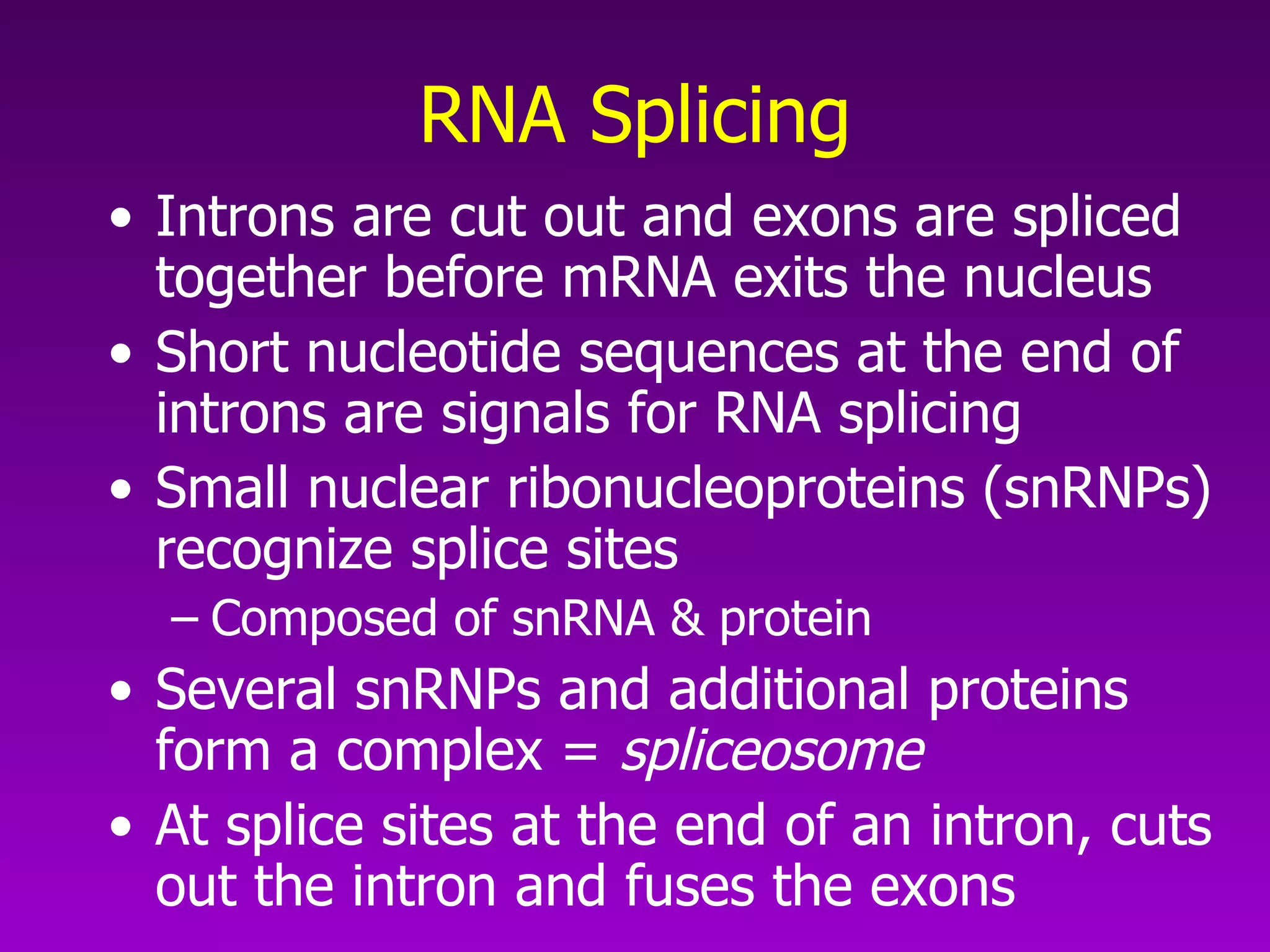 RNA Splicing Introns are cut out and exons are spliced together before mRNA exits the nucleus Short nucleotide sequences at the end of introns are signals for RNA splicing Small nuclear ribonucleoproteins (snRNPs) recognize splice sites Composed of snRNA & protein Several snRNPs and additional proteins form a complex =  spliceosome At splice sites at the end of an intron, cuts out the intron and fuses the exons 