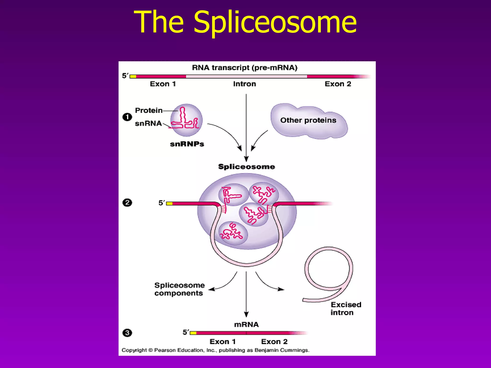 The Spliceosome 