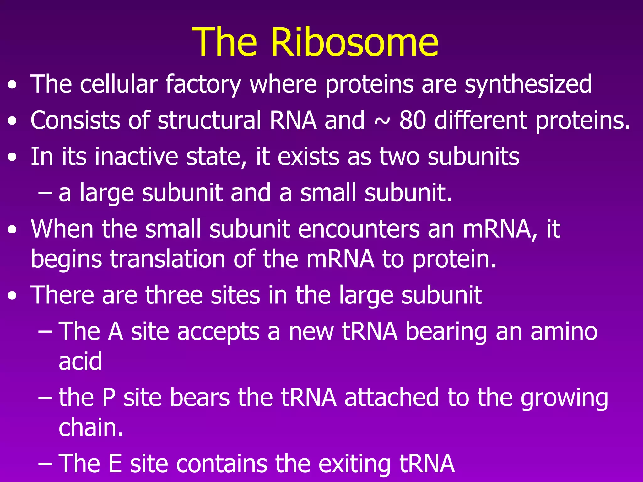The Ribosome   The cellular factory where proteins are synthesized Consists of structural RNA and ~ 80 different proteins.  In its inactive state, it exists as two subunits a large subunit and a small subunit.  When the small subunit encounters an mRNA, it begins translation of the mRNA to protein.  There are three sites in the large subunit The A site accepts a new tRNA bearing an amino acid the P site bears the tRNA attached to the growing chain.  The E site contains the exiting tRNA 