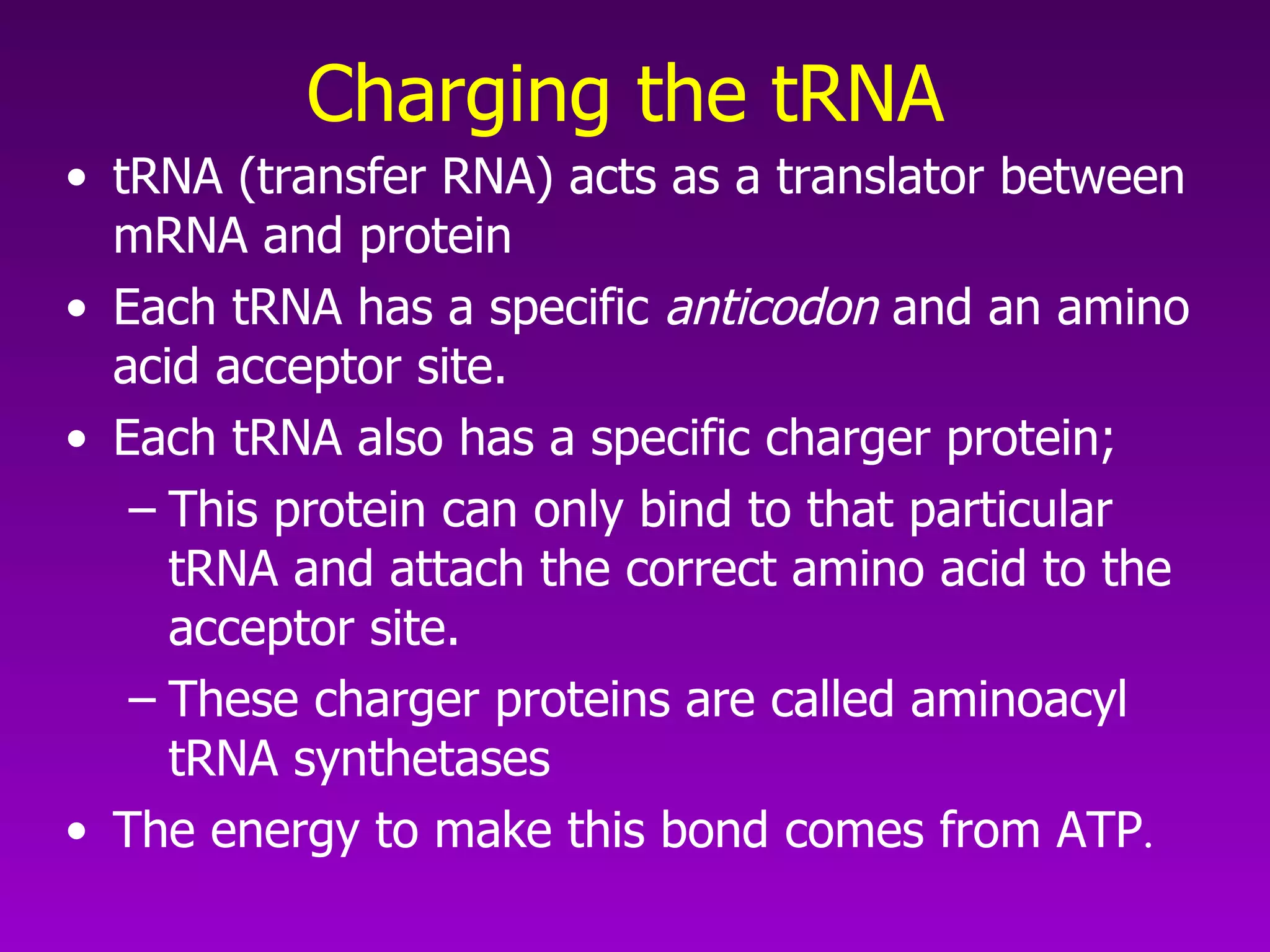 Charging the tRNA   tRNA (transfer RNA) acts as a translator between mRNA and protein  Each tRNA has a specific  anticodon  and an amino acid acceptor site.  Each tRNA also has a specific charger protein; This protein can only bind to that particular tRNA and attach the correct amino acid to the acceptor site.  These charger proteins are called aminoacyl tRNA synthetases  The energy to make this bond comes from ATP . 