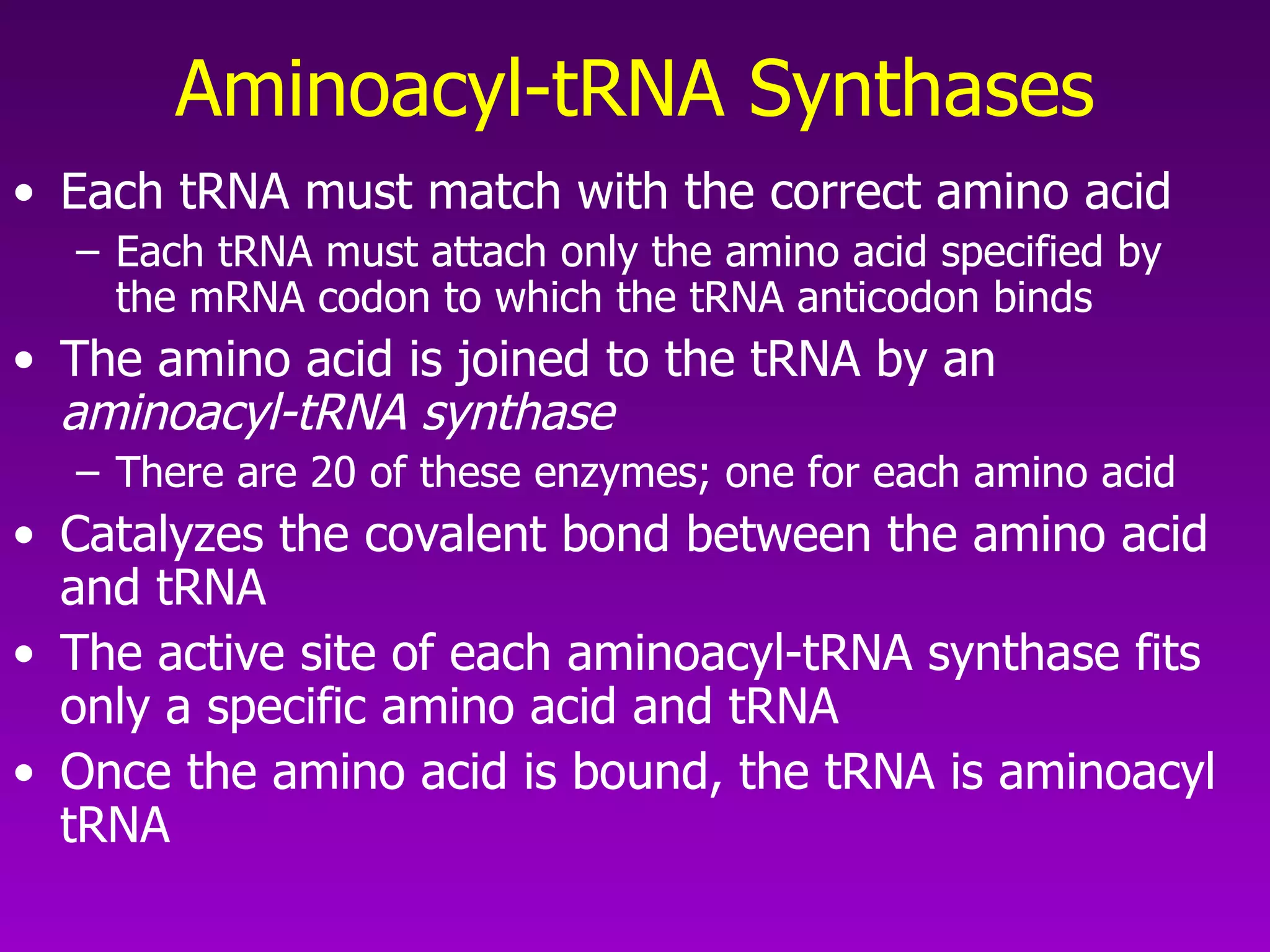 Aminoacyl-tRNA Synthases Each tRNA must match with the correct amino acid Each tRNA must attach only the amino acid specified by the mRNA codon to which the tRNA anticodon binds The amino acid is joined to the tRNA by an  aminoacyl-tRNA synthase There are 20 of these enzymes; one for each amino acid Catalyzes the covalent bond between the amino acid and tRNA The active site of each aminoacyl-tRNA synthase fits only a specific amino acid and tRNA Once the amino acid is bound, the tRNA is aminoacyl tRNA  