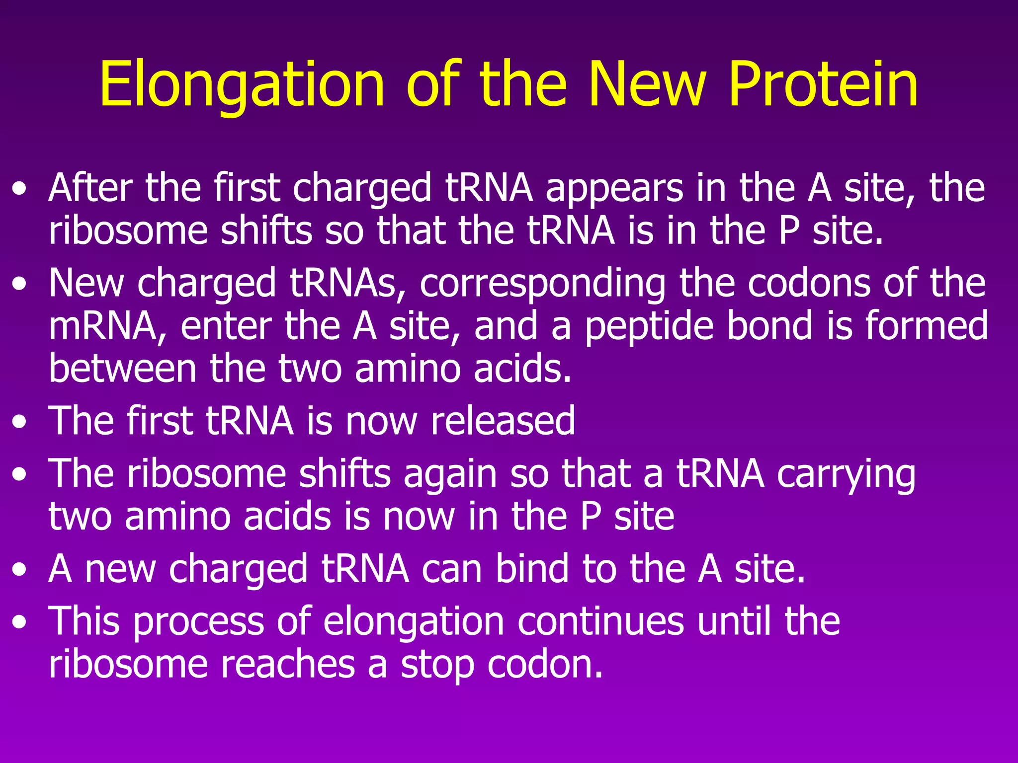 Elongation of the New Protein After the first charged tRNA appears in the A site, the ribosome shifts so that the tRNA is in the P site.  New charged tRNAs, corresponding the codons of the mRNA, enter the A site, and a peptide bond is formed between the two amino acids.  The first tRNA is now released  The ribosome shifts again so that a tRNA carrying two amino acids is now in the P site A new charged tRNA can bind to the A site.  This process of elongation continues until the ribosome reaches a stop codon.  