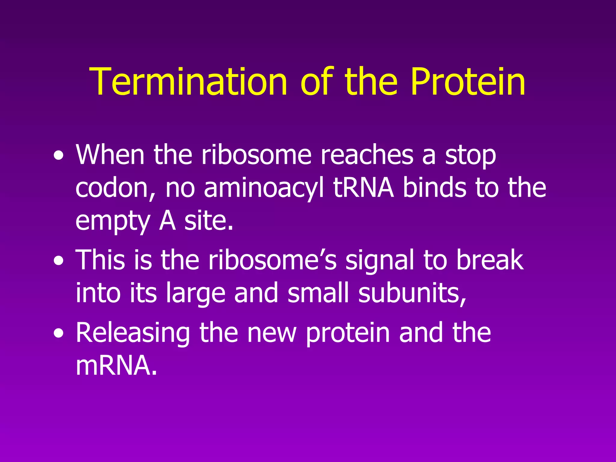 Termination of the Protein When the ribosome reaches a stop codon, no aminoacyl tRNA binds to the empty A site.  This is the ribosome’s signal to break into its large and small subunits, Releasing the new protein and the mRNA.  