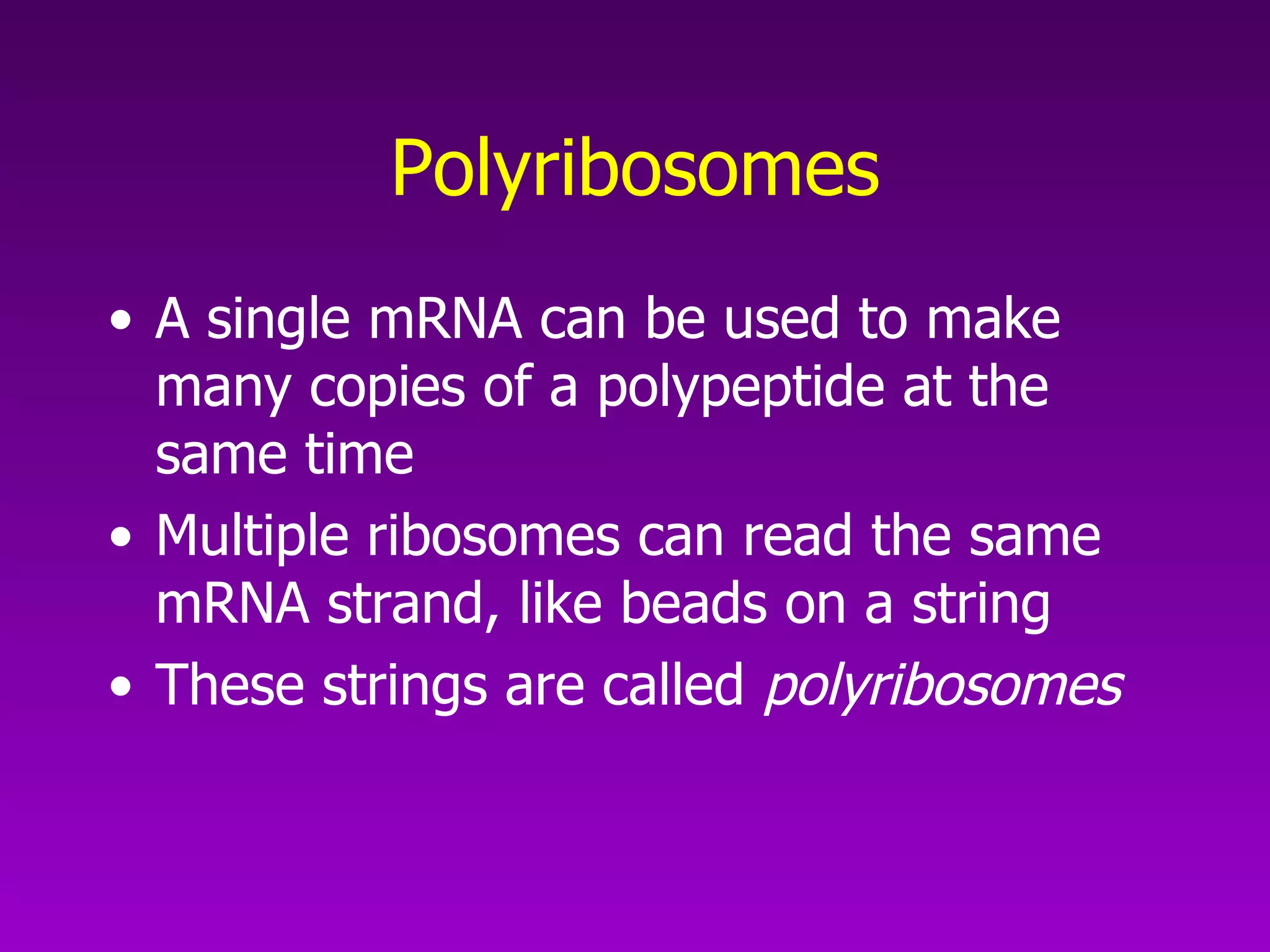 Polyribosomes A single mRNA can be used to make many copies of a polypeptide at the same time Multiple ribosomes can read the same mRNA strand, like beads on a string These strings are called  polyribosomes 