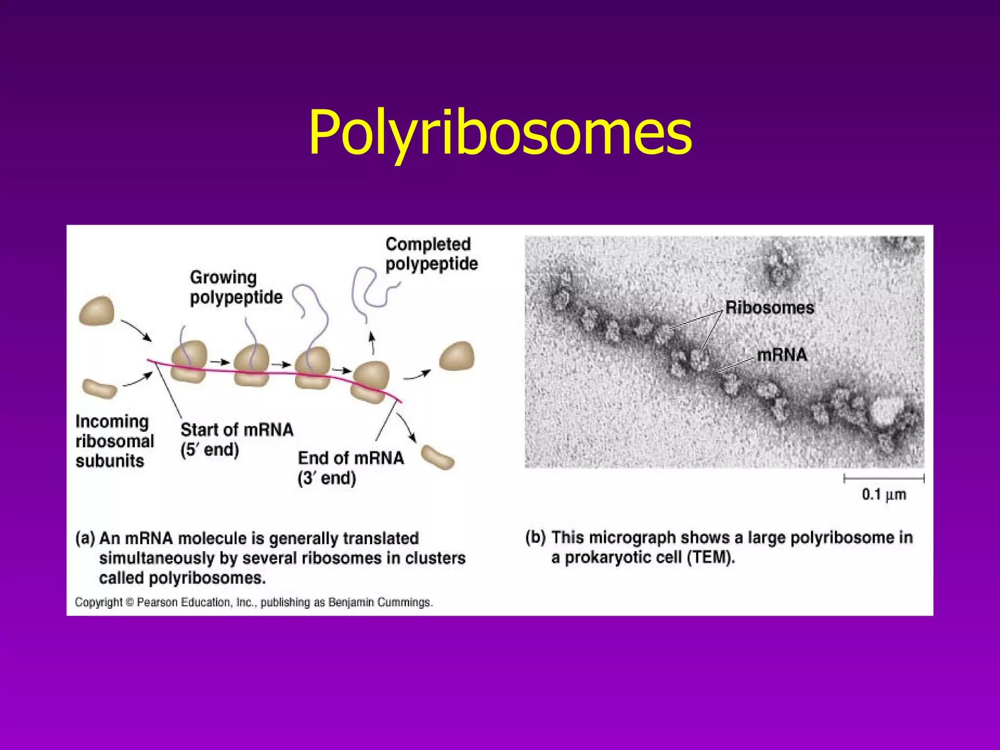 Polyribosomes 