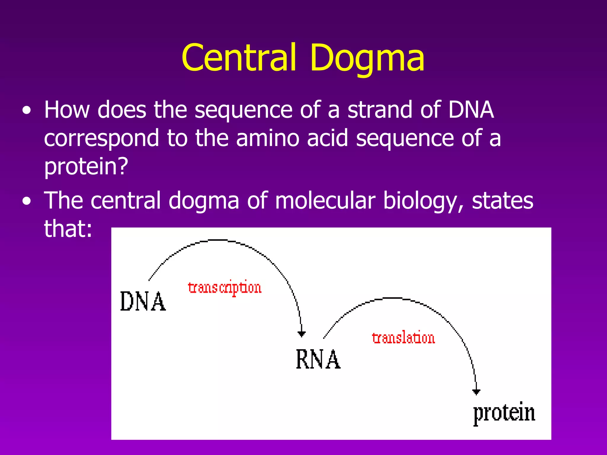 Central Dogma How does the sequence of a strand of DNA correspond to the amino acid sequence of a protein?  The central dogma of molecular biology, states that:  