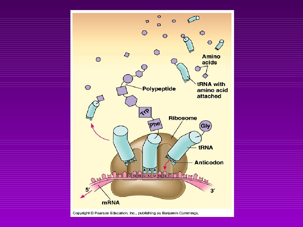 what is meant by molecular genetics