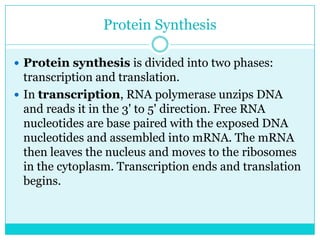 Protein Synthesis

 Protein synthesis is divided into two phases:
  transcription and translation.
 In transcription, RNA polymerase unzips DNA
  and reads it in the 3' to 5' direction. Free RNA
  nucleotides are base paired with the exposed DNA
  nucleotides and assembled into mRNA. The mRNA
  then leaves the nucleus and moves to the ribosomes
  in the cytoplasm. Transcription ends and translation
  begins.
 