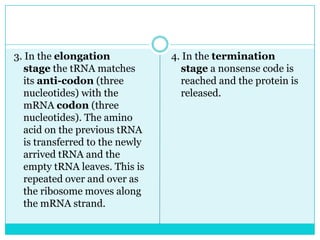 3. In the elongation            4. In the termination
  stage the tRNA matches          stage a nonsense code is
  its anti-codon (three           reached and the protein is
  nucleotides) with the           released.
  mRNA codon (three
  nucleotides). The amino
  acid on the previous tRNA
  is transferred to the newly
  arrived tRNA and the
  empty tRNA leaves. This is
  repeated over and over as
  the ribosome moves along
  the mRNA strand.
 