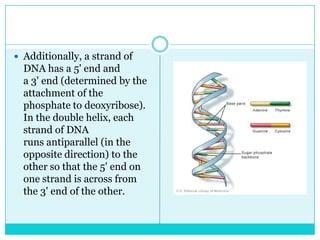  Additionally, a strand of
  DNA has a 5' end and
  a 3' end (determined by the
  attachment of the
  phosphate to deoxyribose).
  In the double helix, each
  strand of DNA
  runs antiparallel (in the
  opposite direction) to the
  other so that the 5' end on
  one strand is across from
  the 3' end of the other.
 