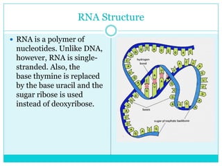RNA Structure

 RNA is a polymer of
 nucleotides. Unlike DNA,
 however, RNA is single-
 stranded. Also, the
 base thymine is replaced
 by the base uracil and the
 sugar ribose is used
 instead of deoxyribose.
 