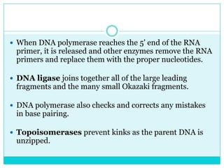  When DNA polymerase reaches the 5' end of the RNA
 primer, it is released and other enzymes remove the RNA
 primers and replace them with the proper nucleotides.

 DNA ligase joins together all of the large leading
 fragments and the many small Okazaki fragments.

 DNA polymerase also checks and corrects any mistakes
 in base pairing.

 Topoisomerases prevent kinks as the parent DNA is
 unzipped.
 